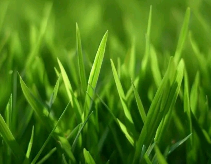 5 lb RAPTURE 4-0-4 Pro Fertilizer All purpose water soluble hydroponic