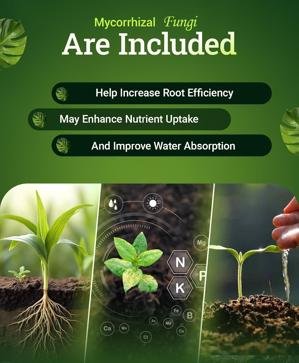 Happy Frog Acid Loving Plants Fertilizer Slow Release Fertilizer Azaleas