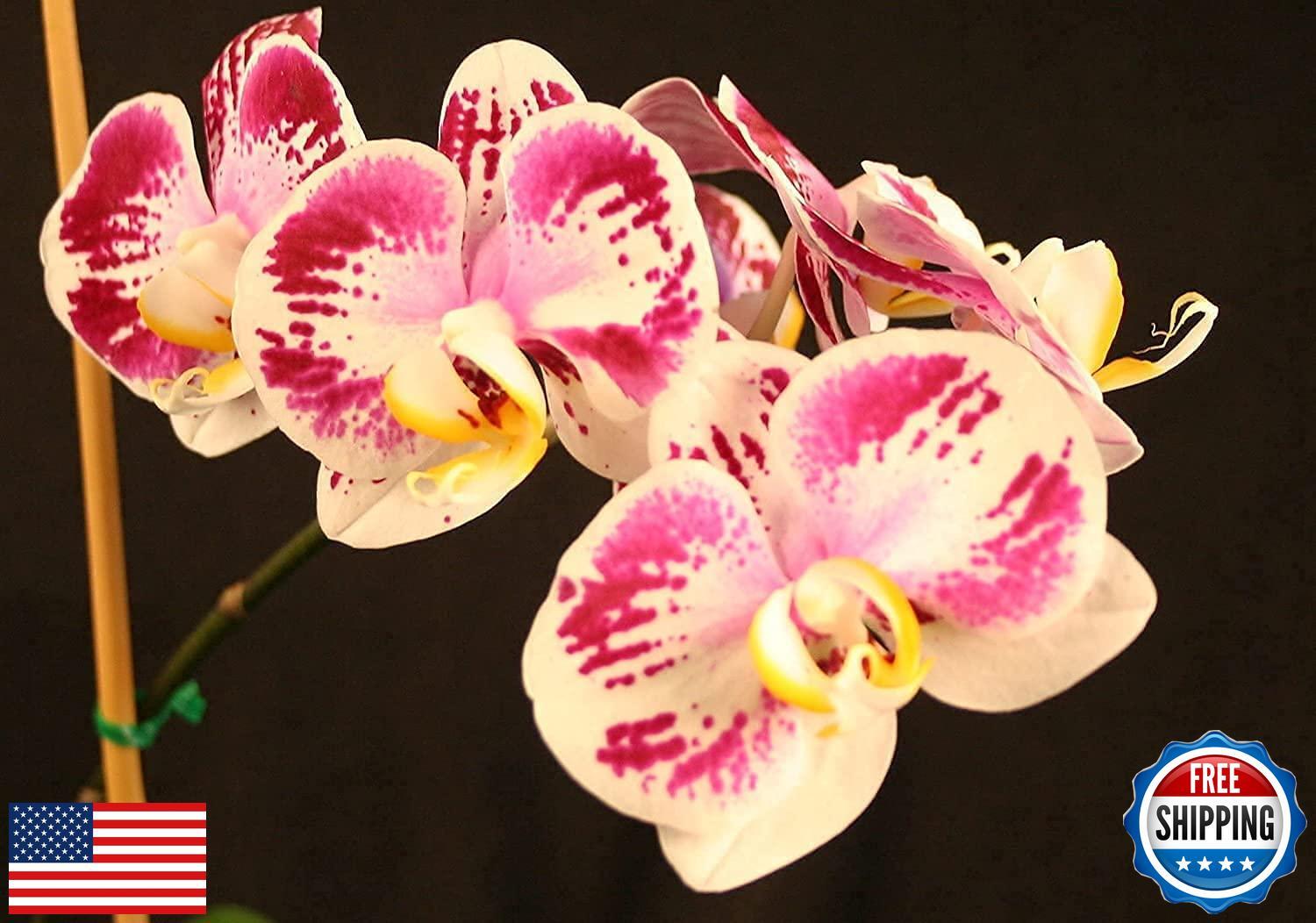 Orchid Love- The World’s Greatest Orchid Food!(Net 32 fl oz. concentrate: yie