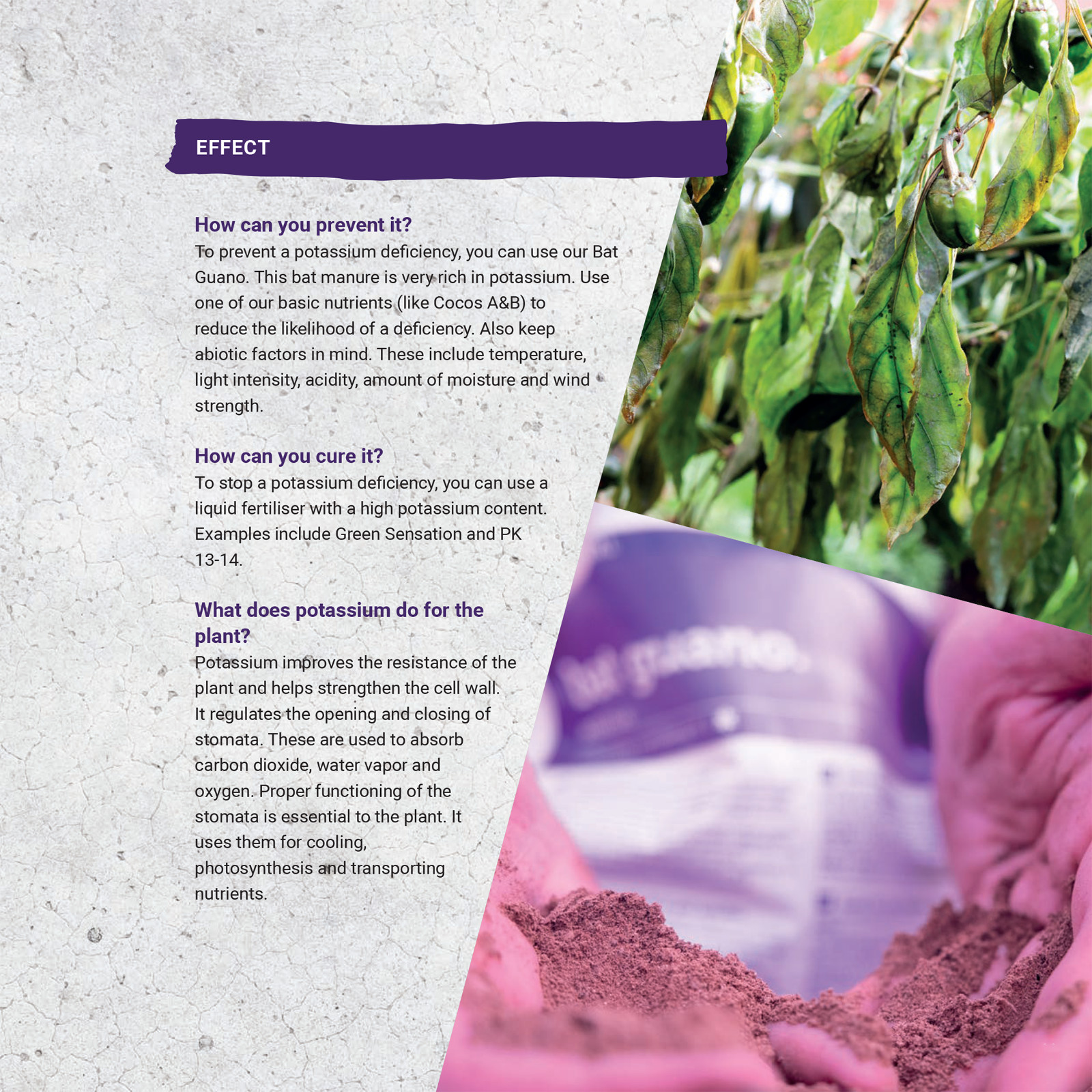 PK 13/14 Fertilizer for Flowering and Fruiting Stage 1 Liter by Plagron