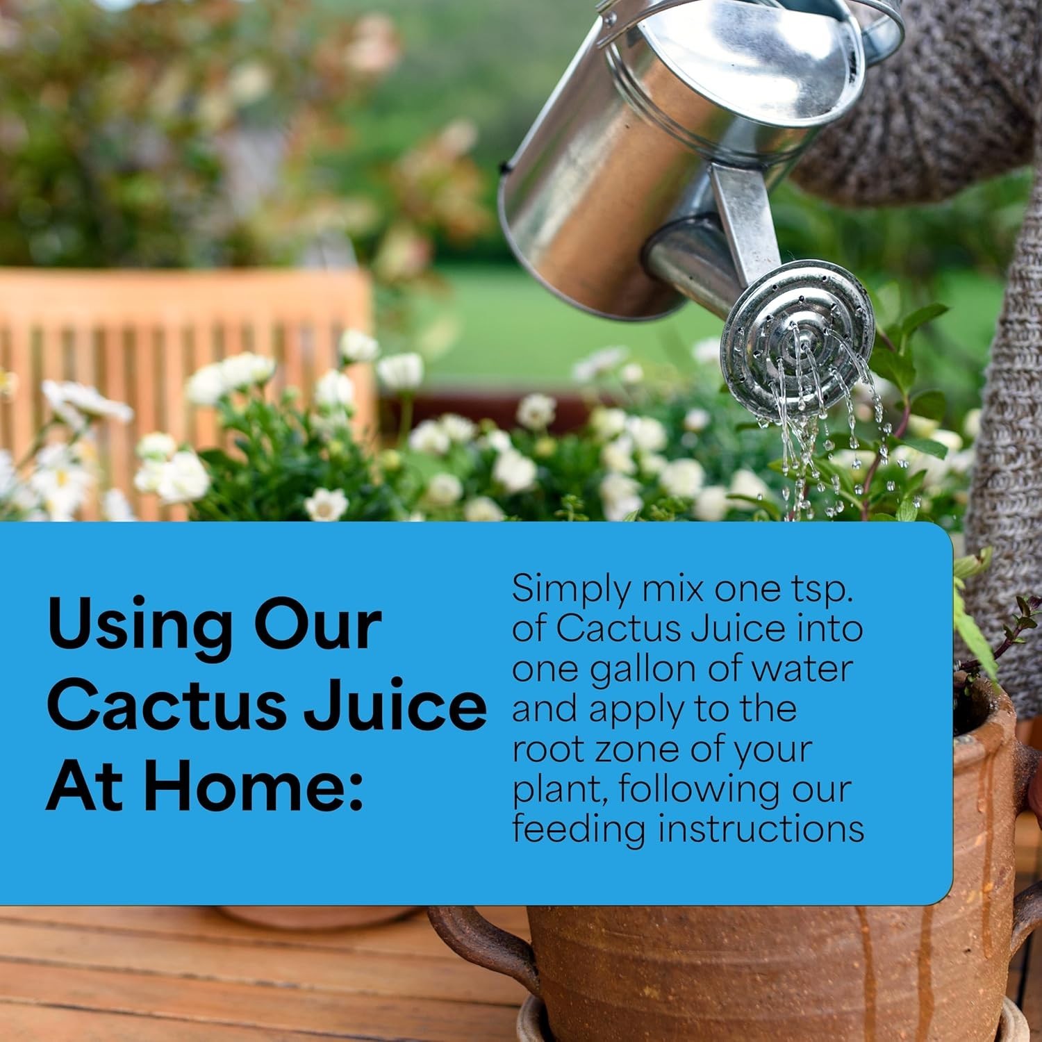 Cactus Juice 1-7-6 – 16oz of Succulent Fertilizer – Cactus Food for Growth & …
