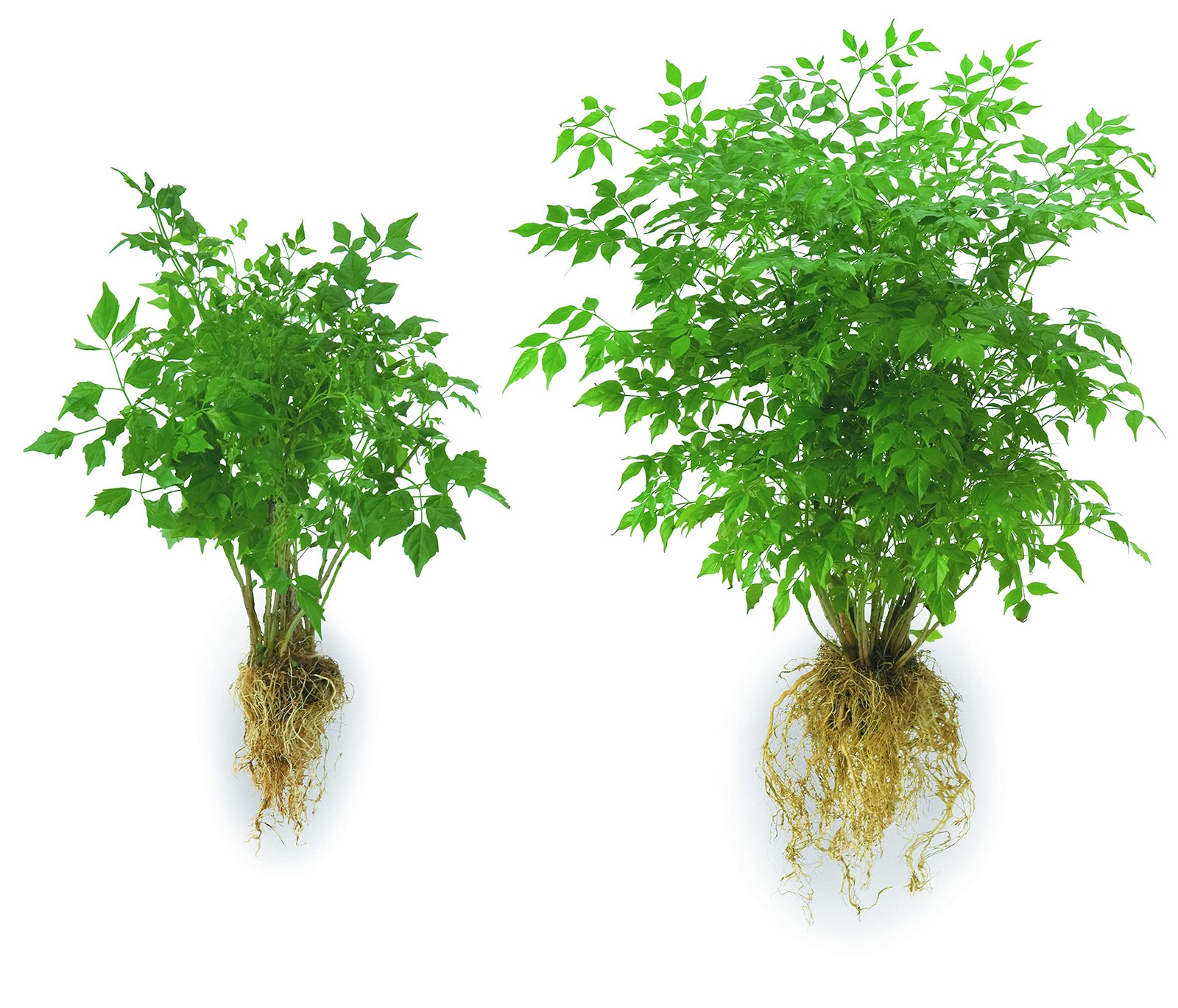 Mycorrhizal Fertilizer 1 Pound Jar For Lawn And Garden Plant Establishment