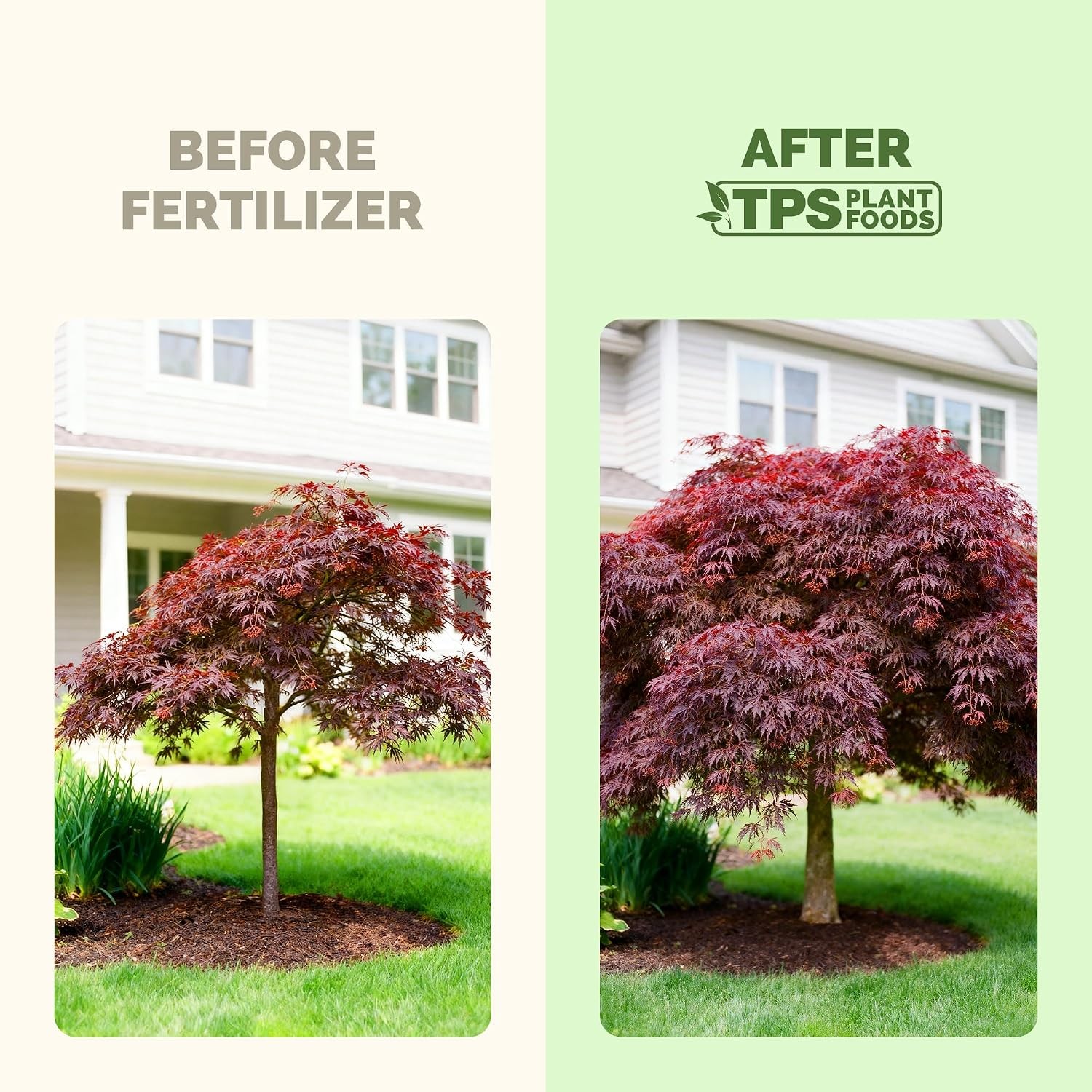 Japanese Maple Fertilizer – Liquid Plant Food for Vibrant Color, Stronger Roots