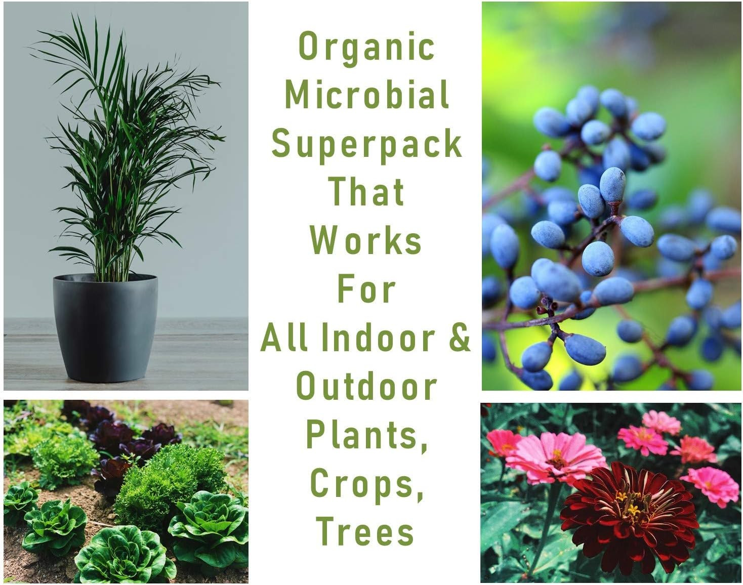 Mikrobs – Microbial Superpack for Living Soil. Revitalize Plants (8 Oz)