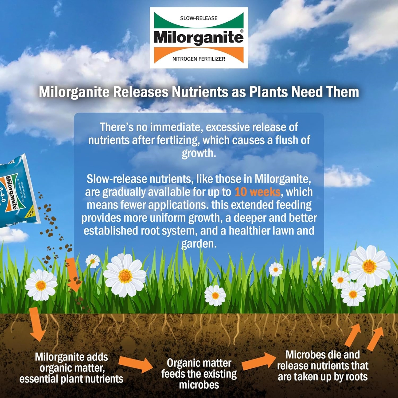 Milorganite Slow Release Nitrogen Lawn Fertilizer 6-4-0, 32 Pounds (Pack of 2)
