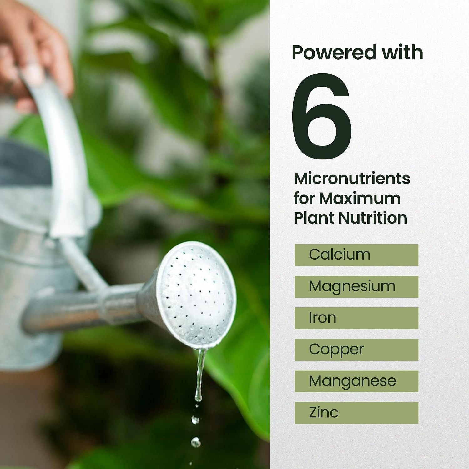 Fiddle Leaf Fig Fertilizer, Liquid Feed for Strong, Healthy Growth, 16oz | HiThr
