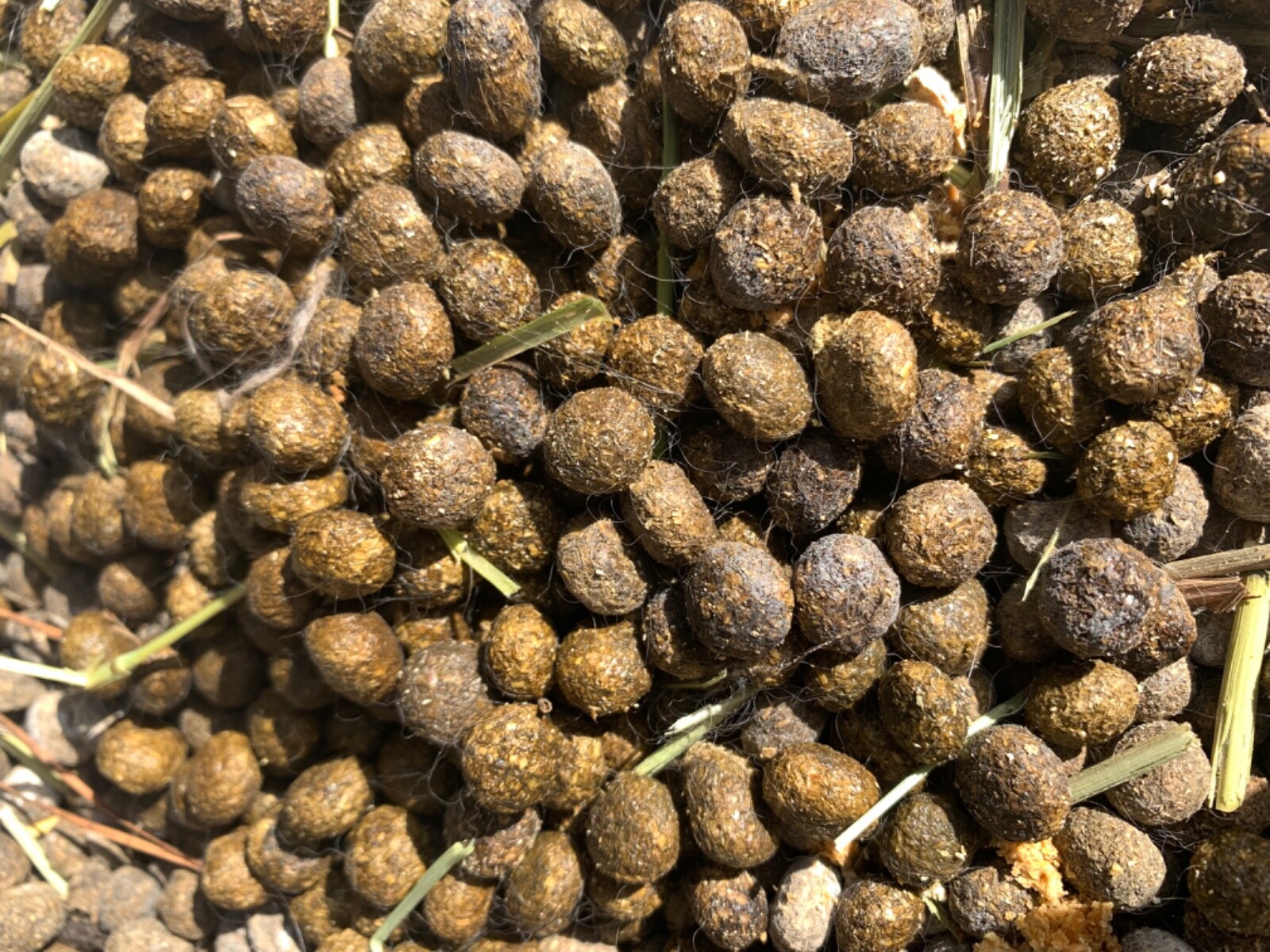 Organic Rabbit Bunny Poo Garden Lawn Manure Fertilizer Hermit Crab Food 2 Lbs