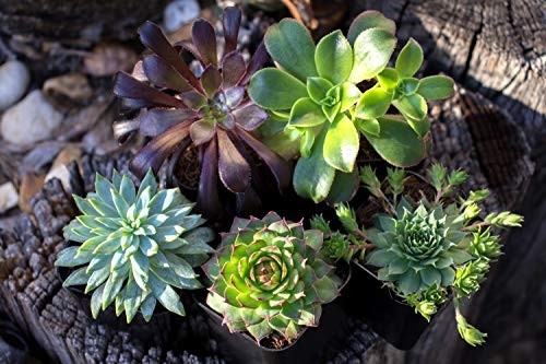 Succulent Fertilizer Liquid Plant Food 8 oz 3-1-2 NPK for Cactus Echeveria Aloe