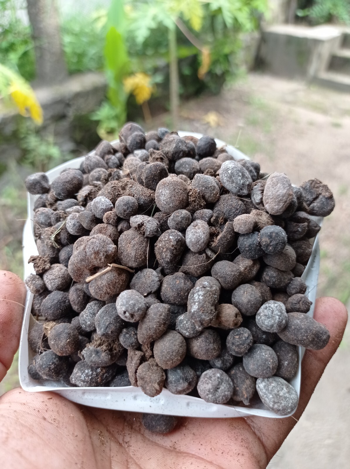 Ceylon Goat Manure 100g Natural Organic Fertilizer High Nitrogen Compost