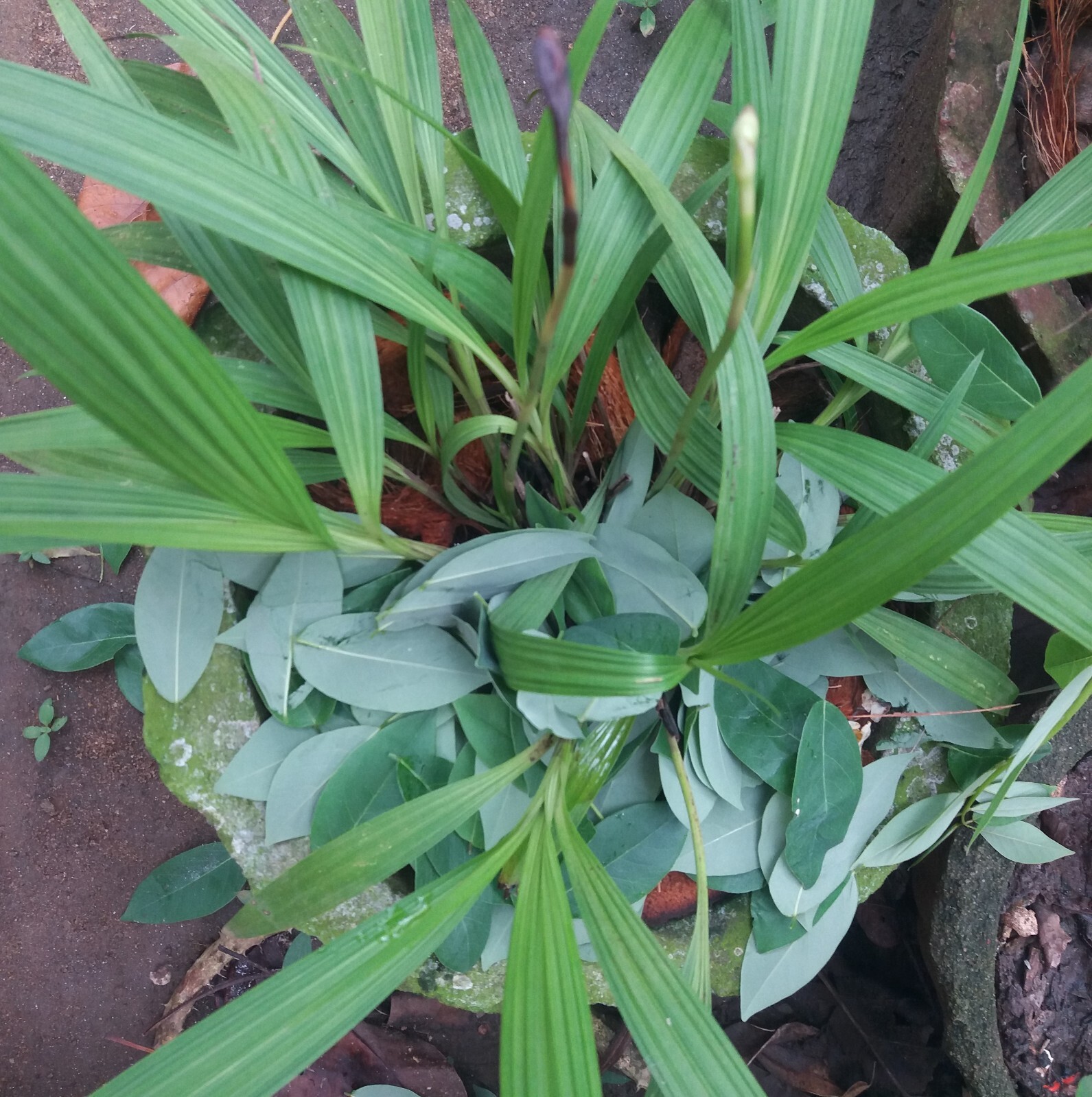 Dried Gliricidia sepium Leaves Compost Fertilizer Manure For Plants Leaf Natural