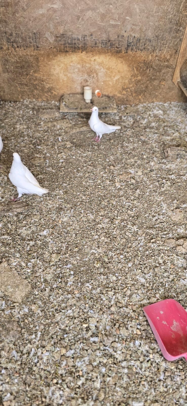 Pigeon Poop. (ORIGINAL) Bird Guano Fertilizer 100% Organic No Gluten No Fat 1 LB