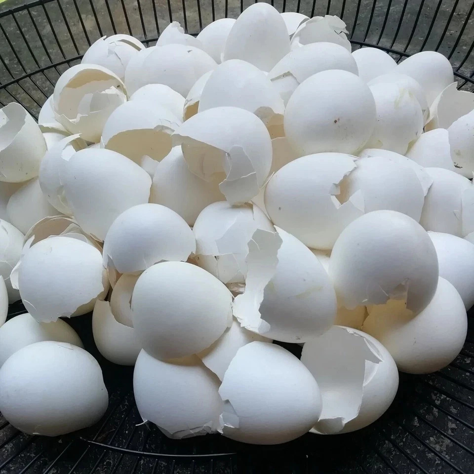 Organic Egg Shell Powder fertilizer Whitener Ceylon Home Made 200g