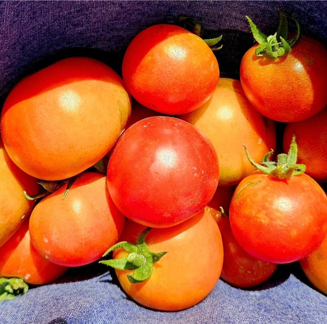 Fertilizer – Organic, Your Garden will ❤️❤️