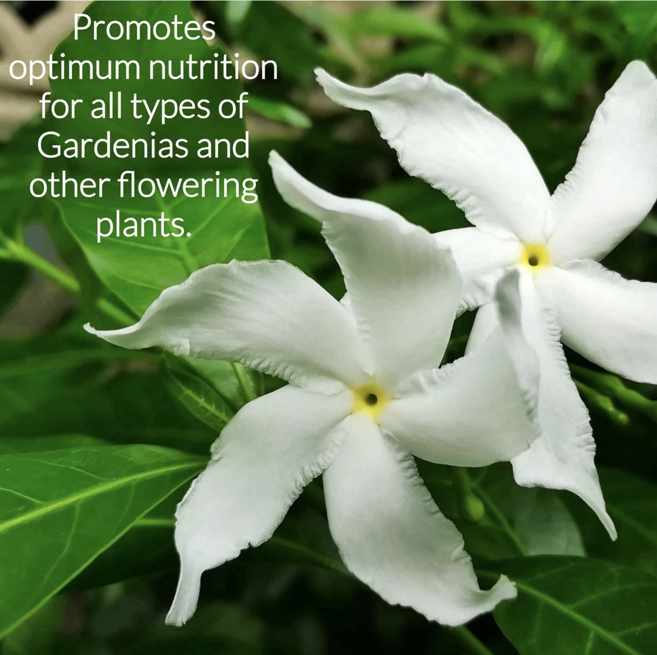Leaves & Soul Liquid Gardenia Plant Fertilizer 3-1-2 Plus Micronutrients Boost