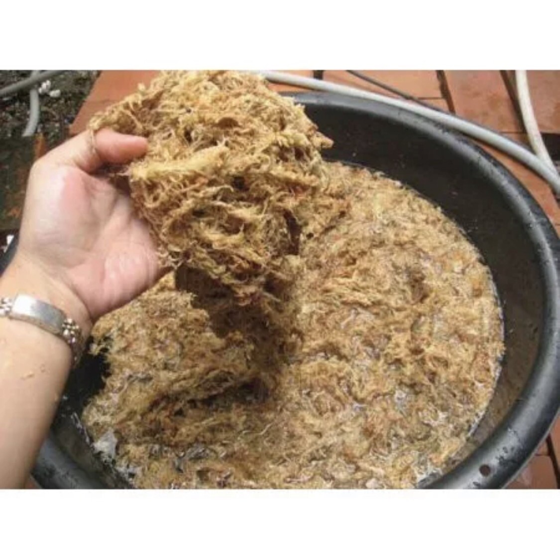 Premuim Sphagnum moss New Zealand 12L Orchid Plant Natural Non-toxic 150 g
