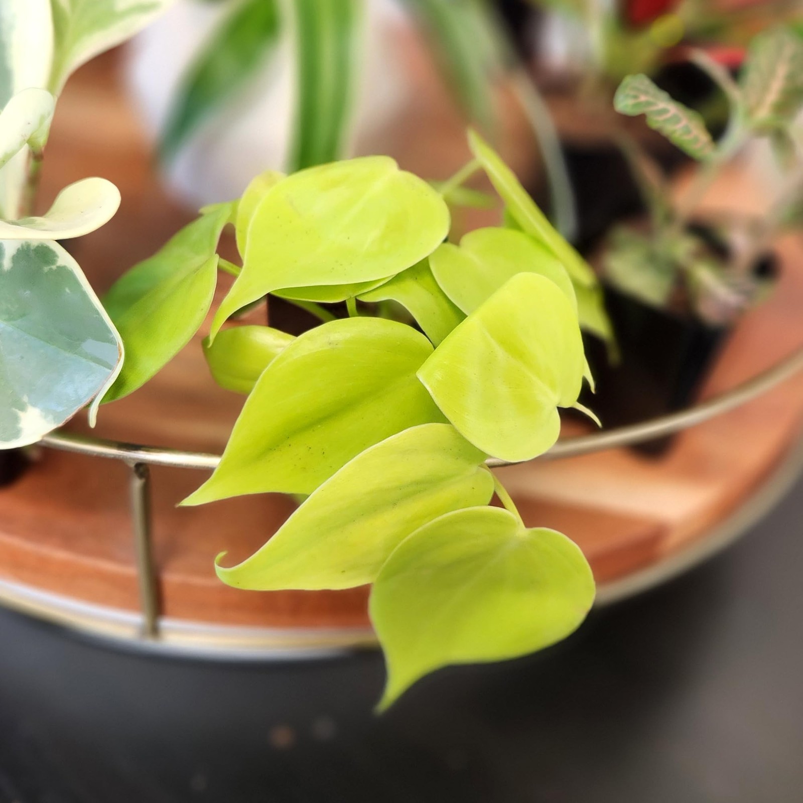 Easy to Grow Houseplants (Pack of 6), Live House Plants in Containers, Grower…