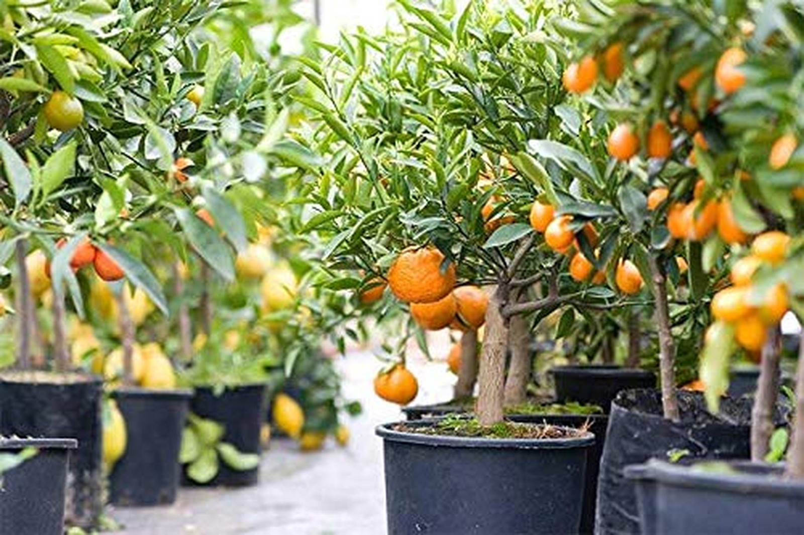 GARDENERA Citrus Tree Potting Soil Mix, Special Blend for Indoor Oranges, Lem…