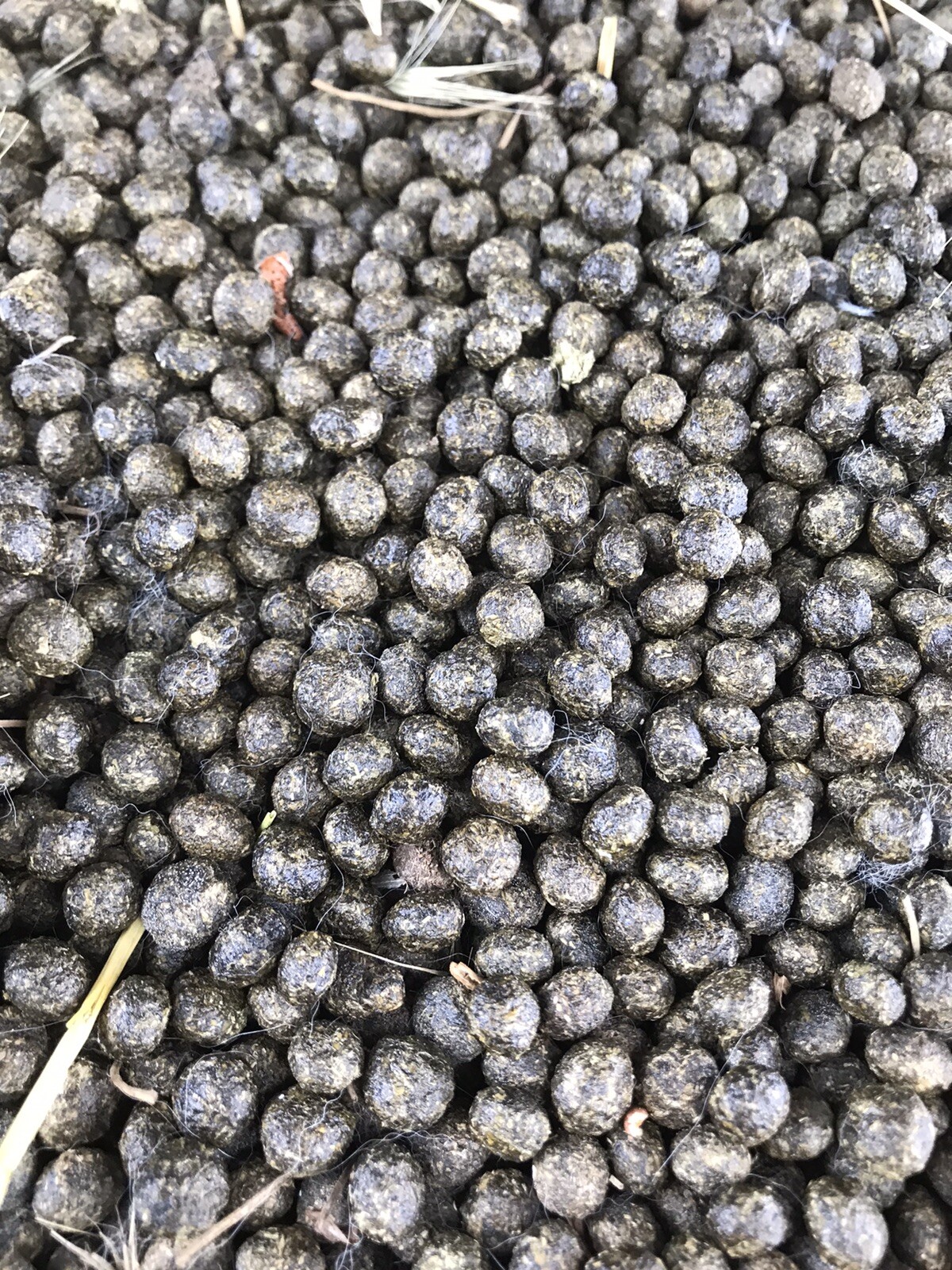 5lbs Pounds Rex Rabbit Poop Pellet Manure Organic Garden Fertilizer