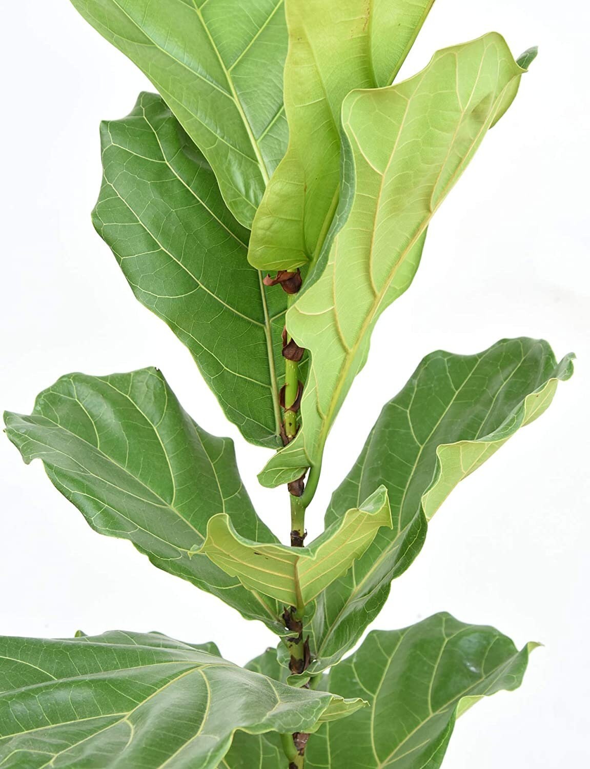 Liquid Fiddle Leaf Fig Fertilizer 2 Pack Concentrated Plant Food Leaf Booster