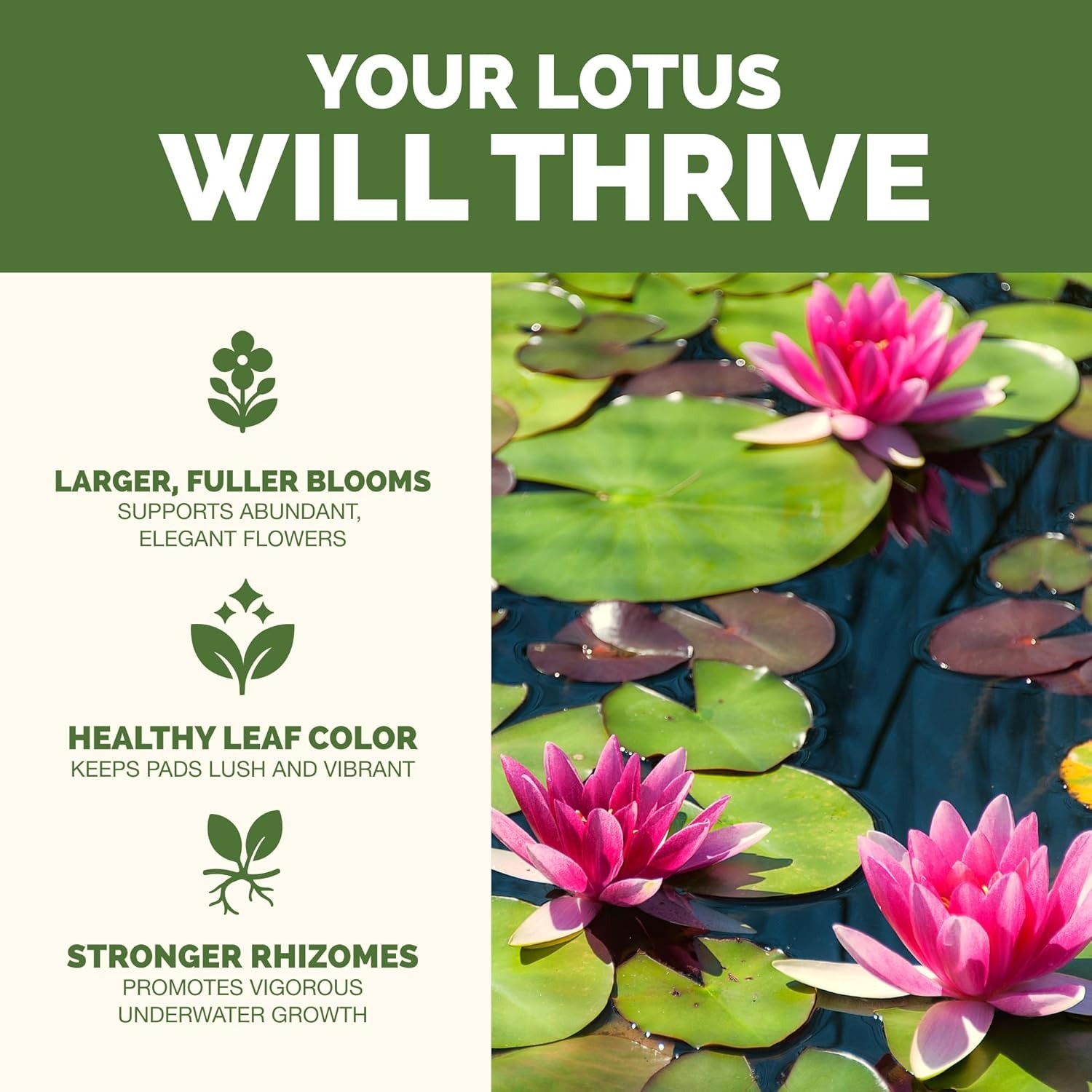 Lotus Fertilizer – 8 oz of Fish Safe Liquid for Stronger Roots & Vibrant Blooms