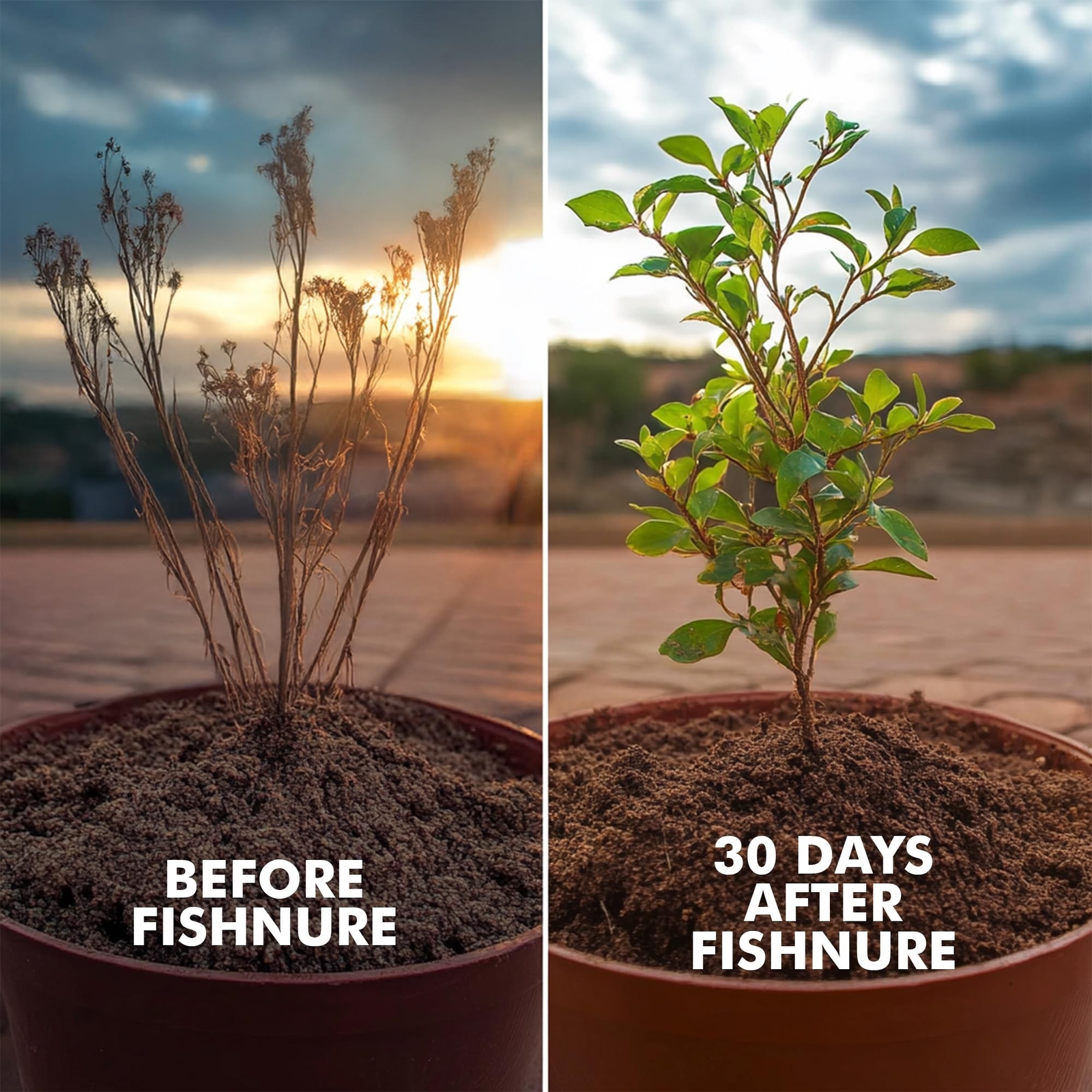 Fishnure Humus Compost Fish Fertilizer- 1 LB Convenience Pack – Odorless Orga…