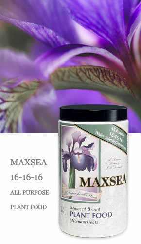 Maxsea All Purpose 16-16-16 Plant Food 1.5 lbs water soluble seaweed fertilizer