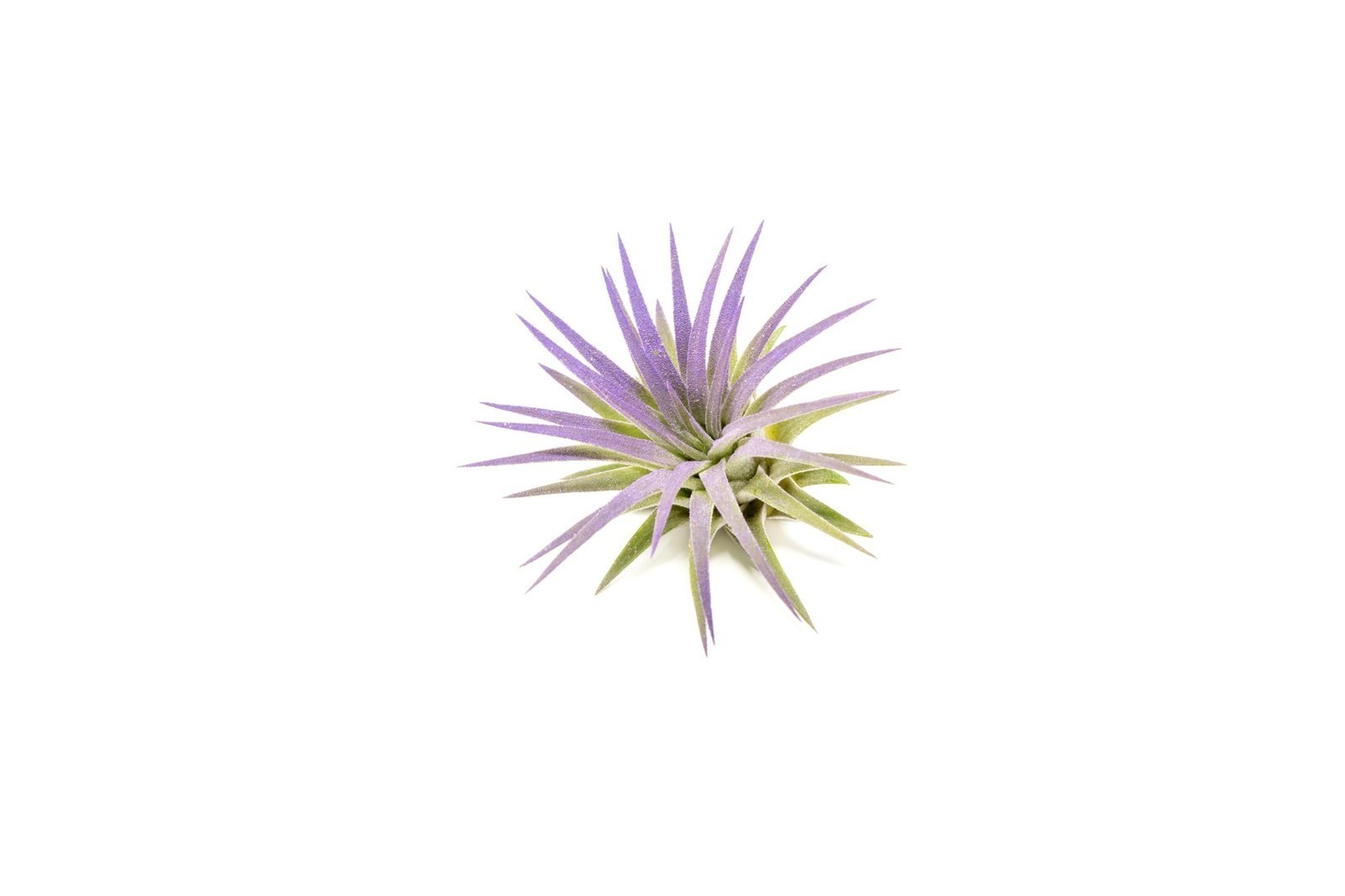 Purple Colorful Tillandsia Air Plants – Long Lasting Color Enhanced Live Till…