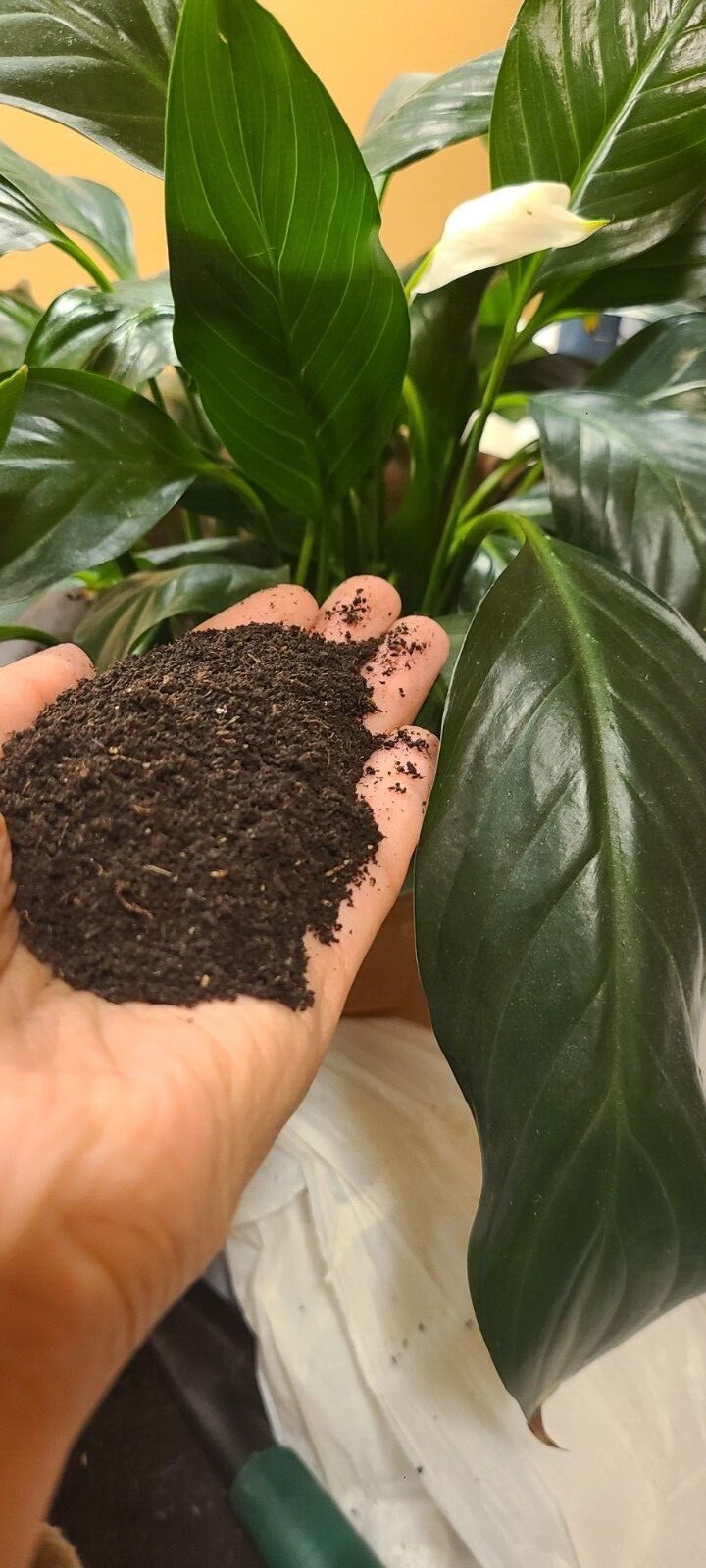 Plant and Grow 100% worm castings. 