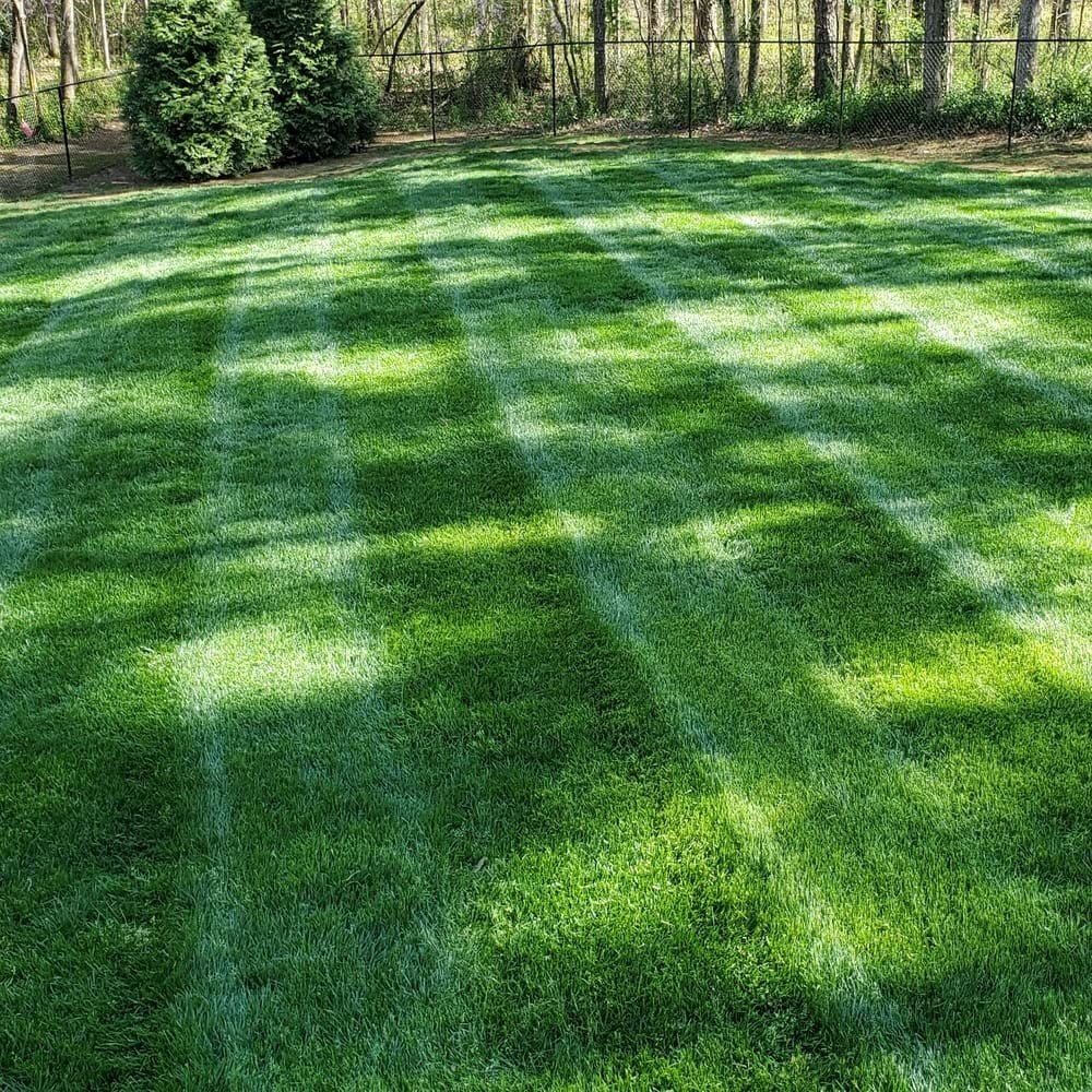 Midnight Kentucky Bluegrass Seed 5lbs – Cold & Drought Tolerant Lawn Grass, High