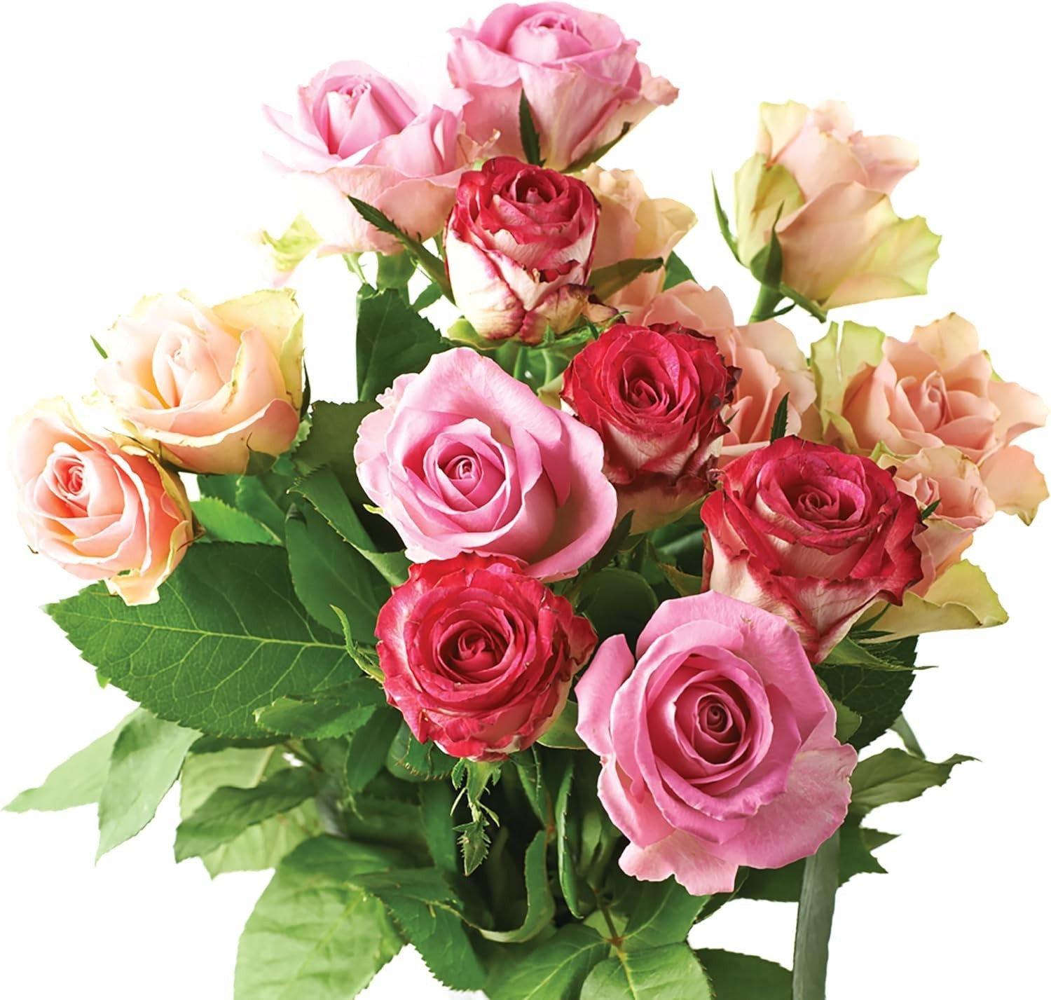 16 lbs Jobe’s OMRI Listed Fertilizer – Promotes Healthy Blooms for Roses & More