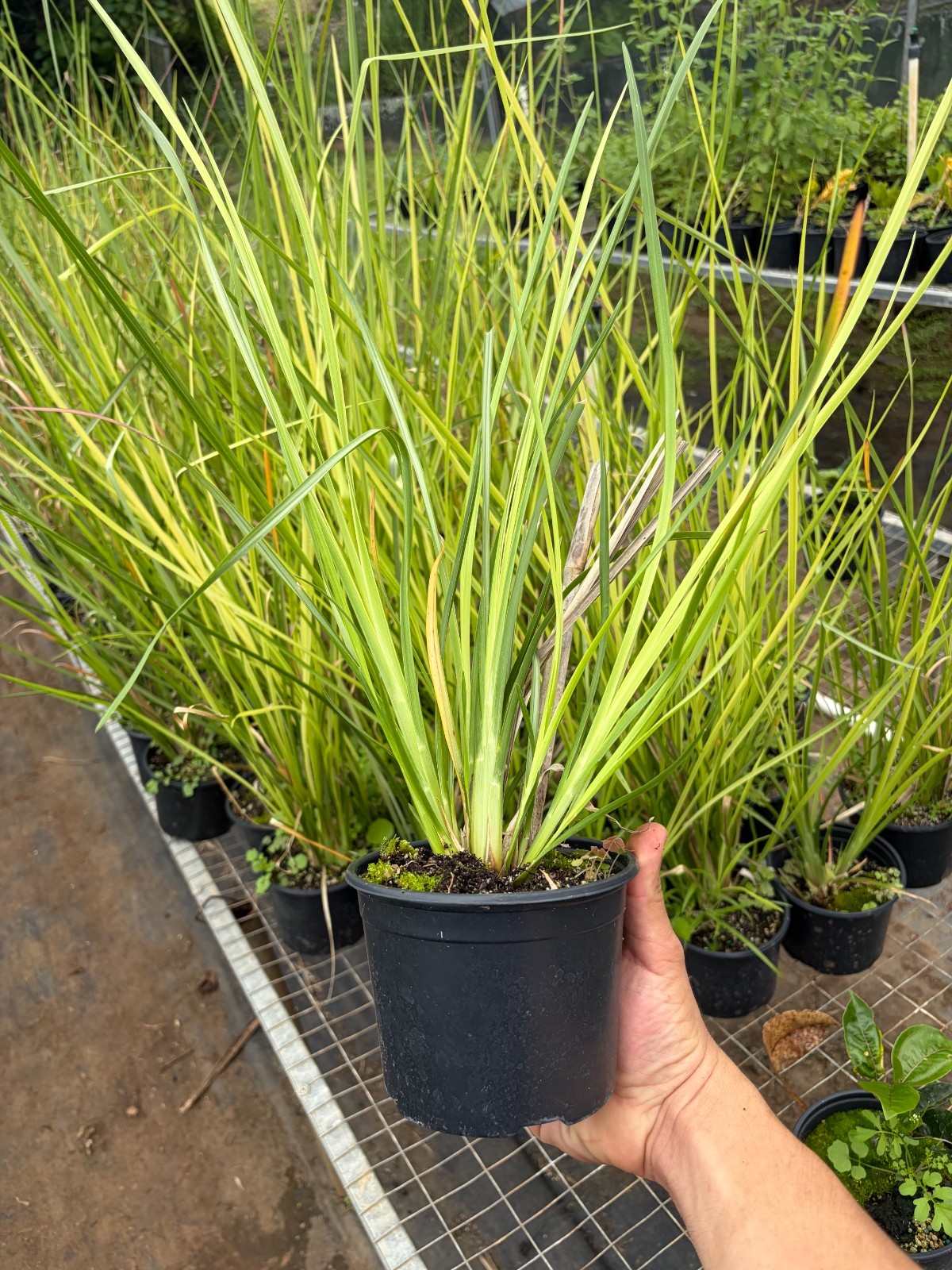 Vetiver Grass Life Plants Soil Erotion Control & Ornamental Use