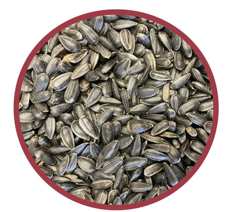 (3 pack) Pennington Select Black Oil Sunflower Seed Wild Bird Dry Feed, 10 lb.