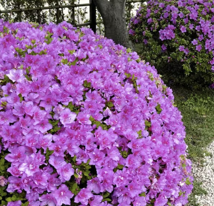 Kellogg Gardner Bloome 8642 4 Lb Organic Rhododendron Azalea Camellia Fertilizer