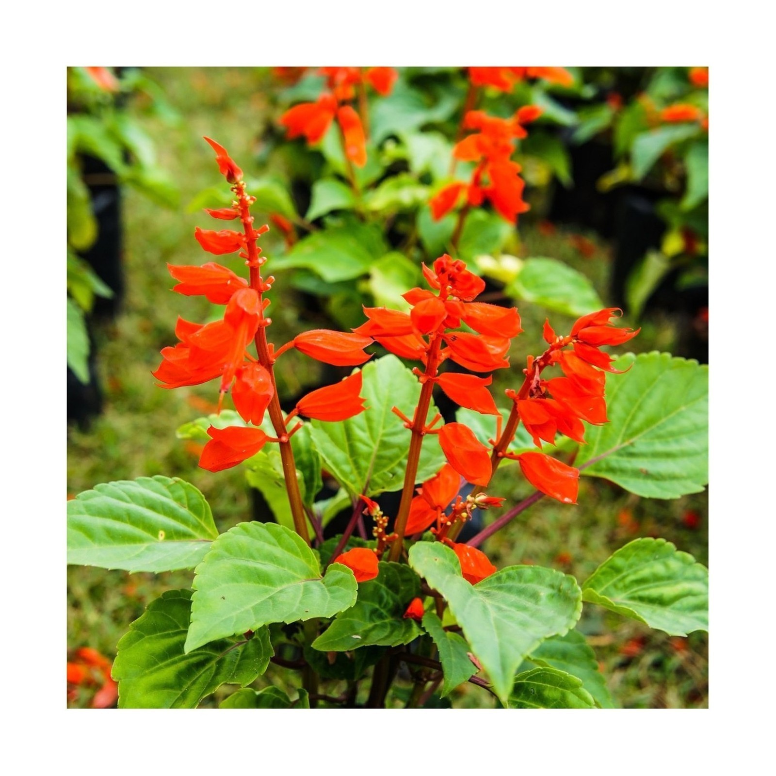 Seed Needs, Scarlet Red Sage Seeds – 800 Heirloom Seeds for Planting Salvia c…