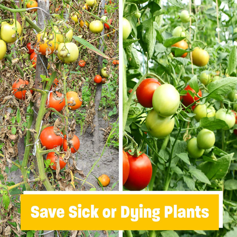 Golden Tree: Best Plant Food For Plants Trees – Yield Increaser – Plant Rescue