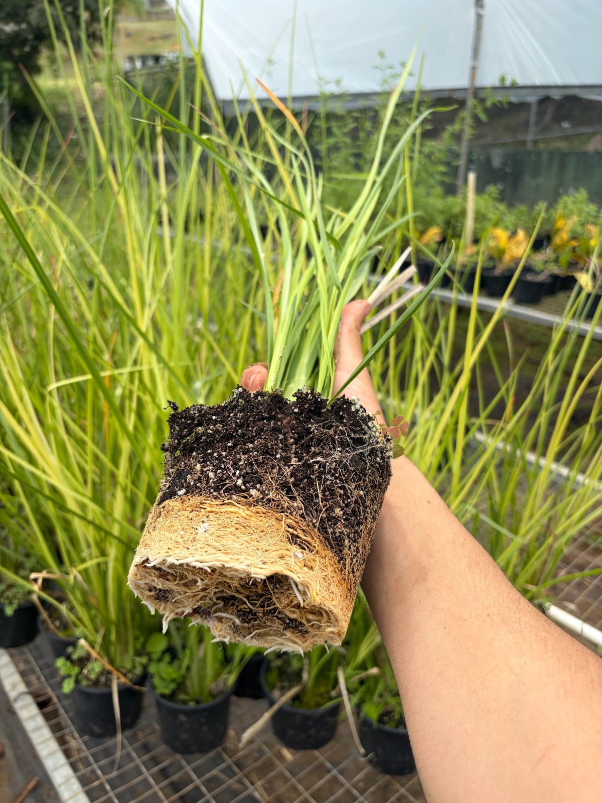 Vetiver Grass Life Plants Soil Erotion Control & Ornamental Use