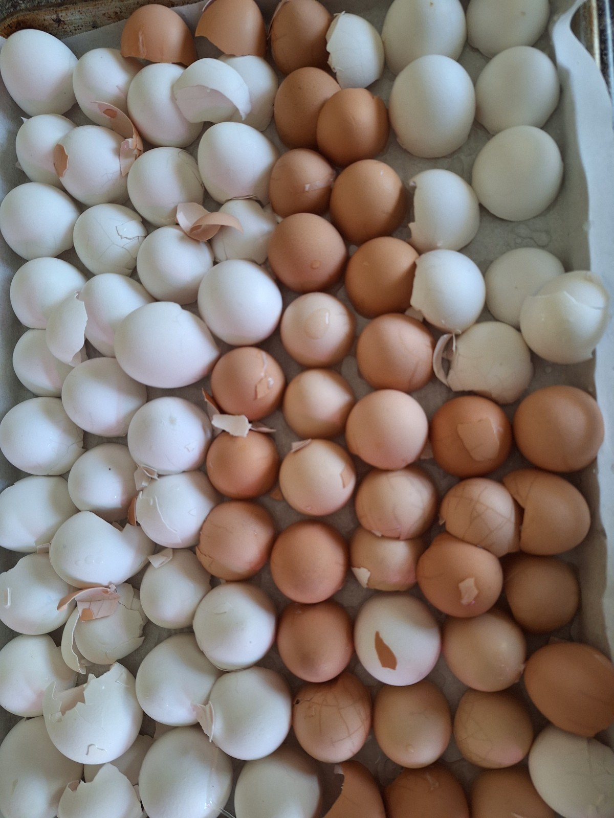 Organic Eggshell Powder 8oz for Plants Natural Calcium, Great for soil & compost