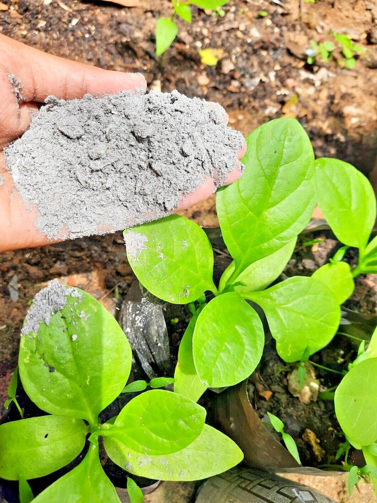 Hard Wood ash sifted Pure Organic for Gardening Compost Fertilizer Pottery Soap