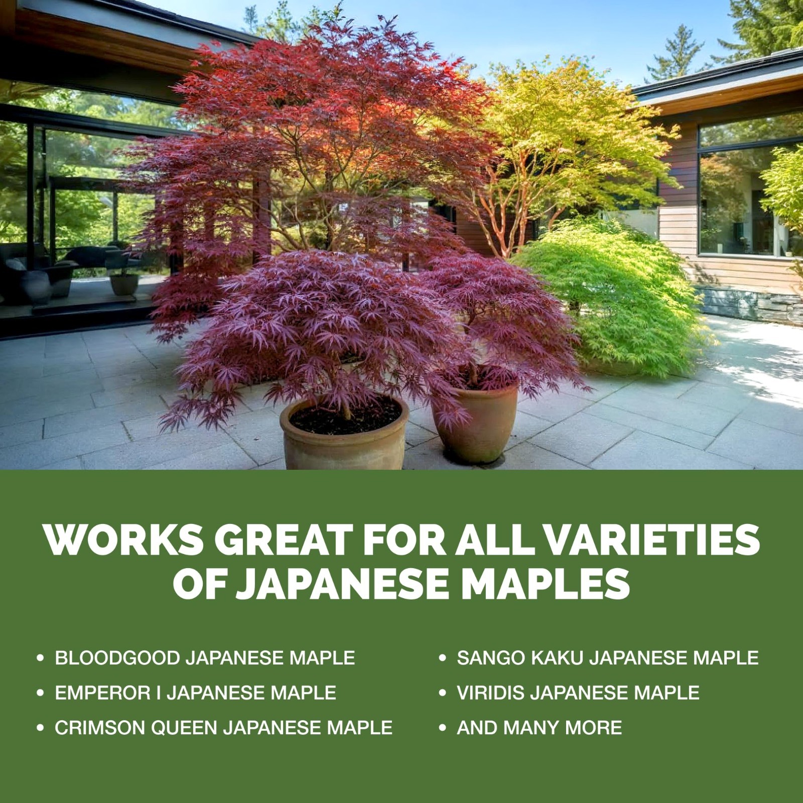 Liquid Fertilizer for Japanese Maple – Vibrant Color, Strong Roots & Healthy Gro