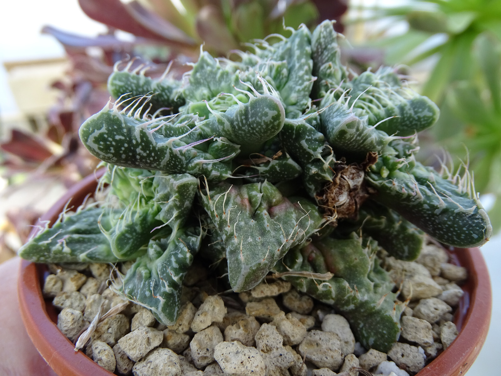 FAUCARIA SUPER WARTY cactus kakteen adenium euphorbe caudex copiapoa aloe