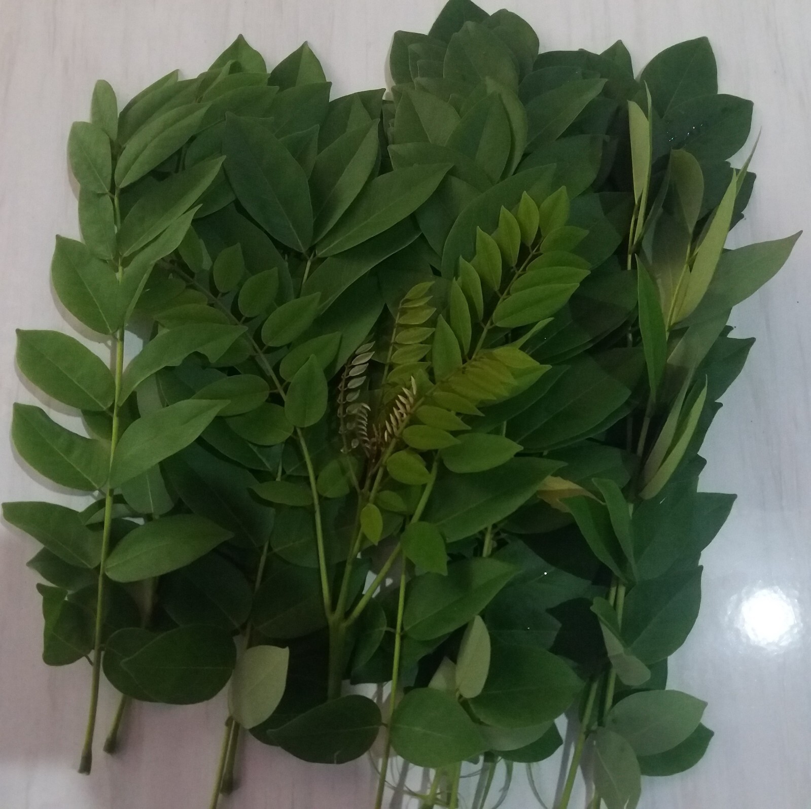 Dried Gliricidia sepium Leaves Compost Fertilizer Manure For Plants Leaf Natural