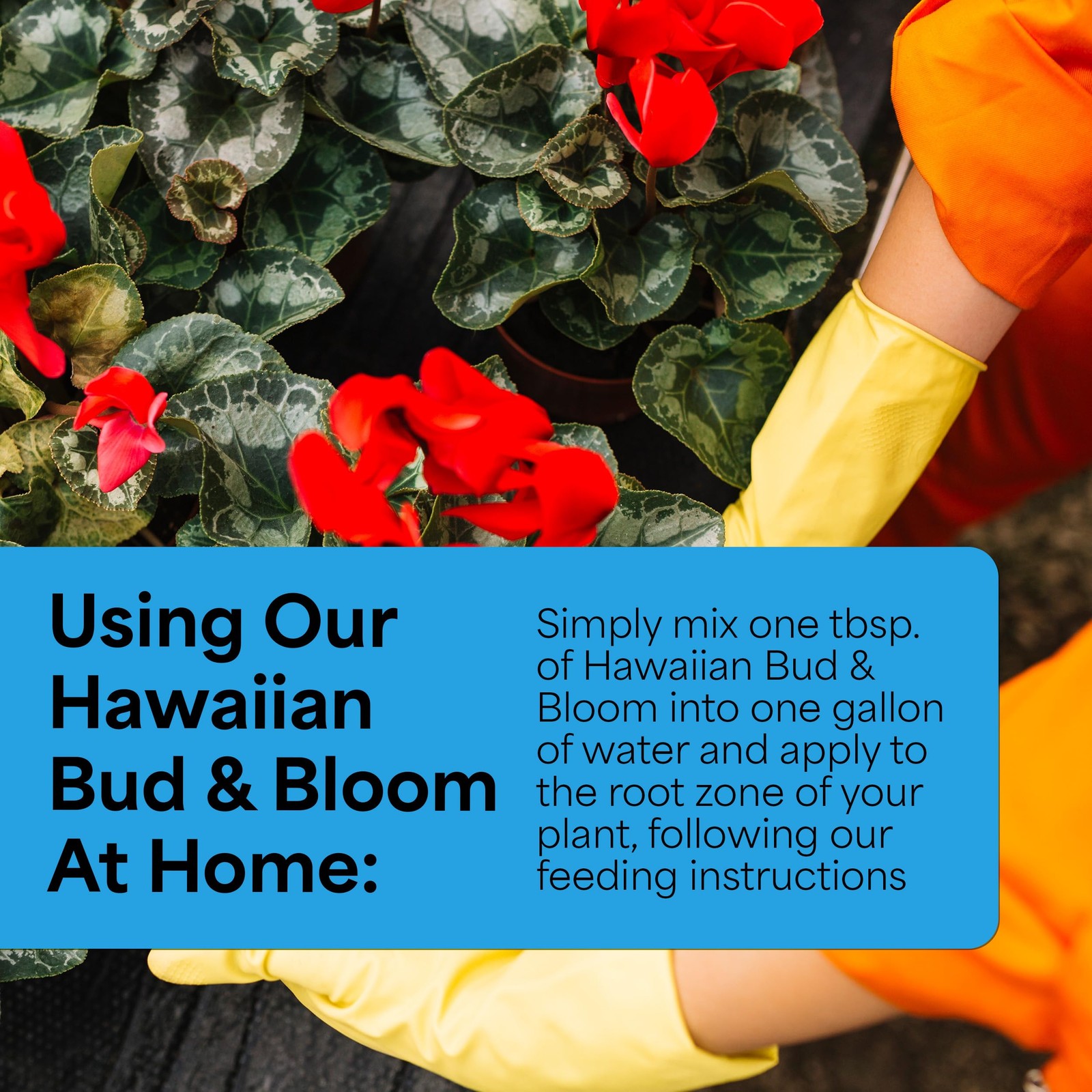 Grow More Urea-Free Hawaiian Bud and Bloom 5-50-17 Fertilizer – 3lbs of 3 lbs