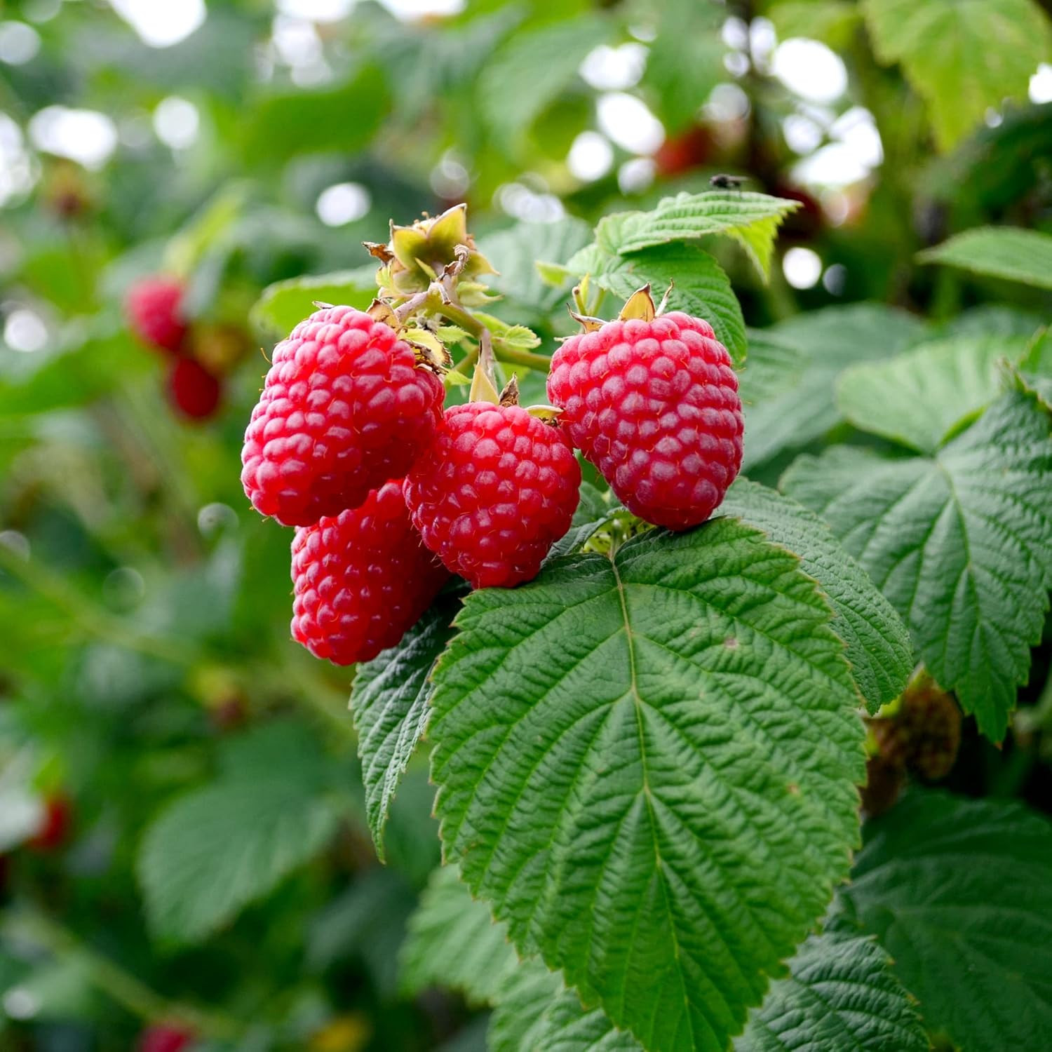 Big a Berries Fertilizer Nutrients – Plant Nutrients for Growth – Organic Nutrie