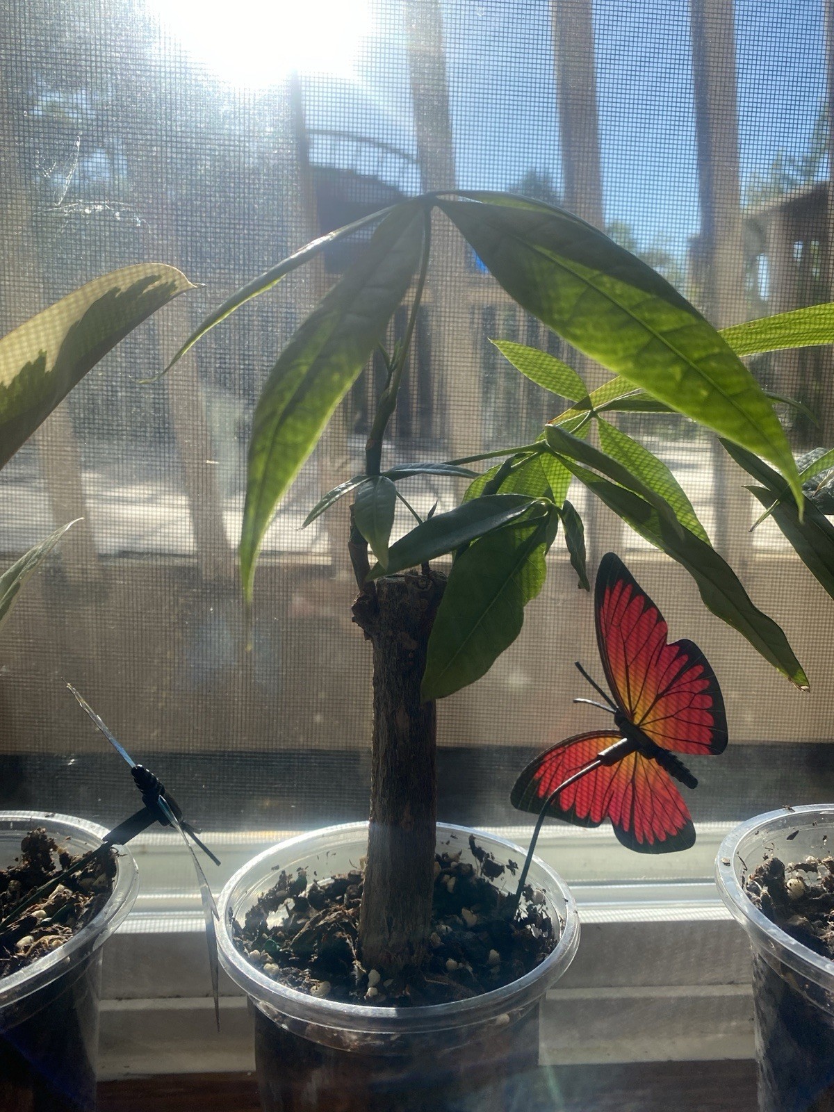 Live Houseplants read description for each price for plant