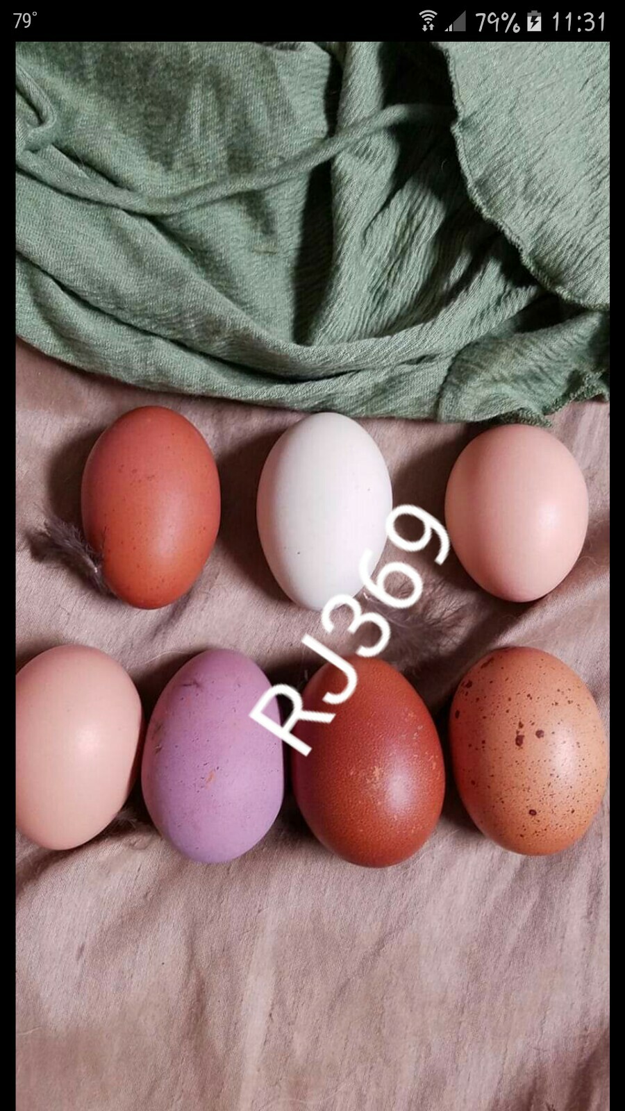 ☆Worlds Most Expensive Chicken’s Manure – Fertilizer/ Fresh Poop / Doo-Doo /Dung