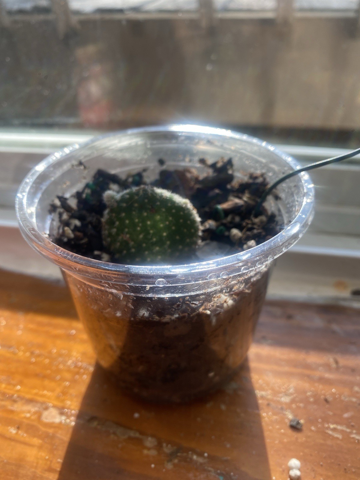 Live Houseplants read description for each price for plant