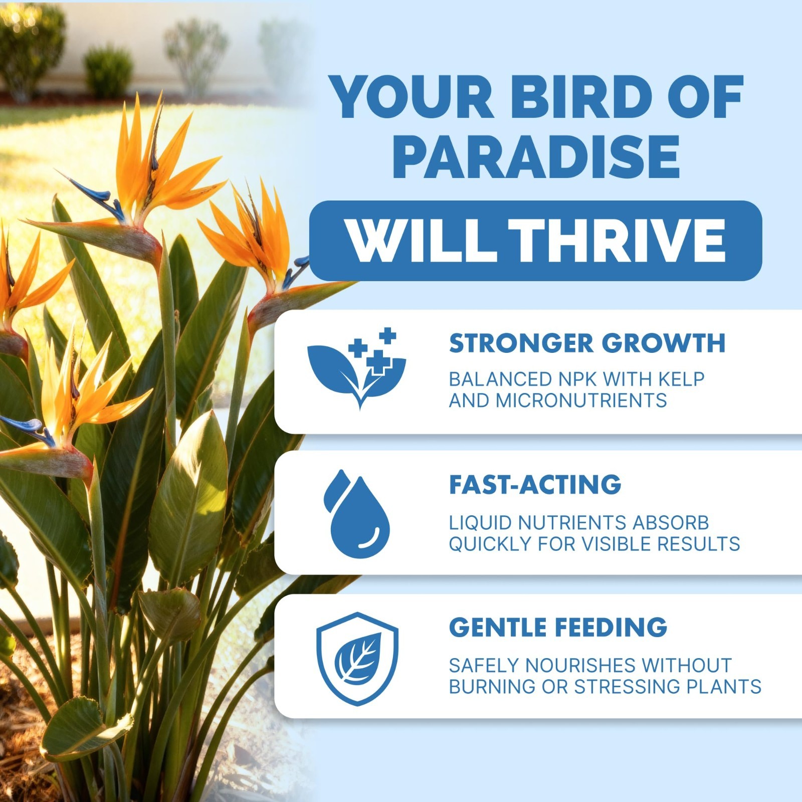 Liquid Plant Food for Bird of Paradise – Fertilizer for Bigger Leaves & Strong R
