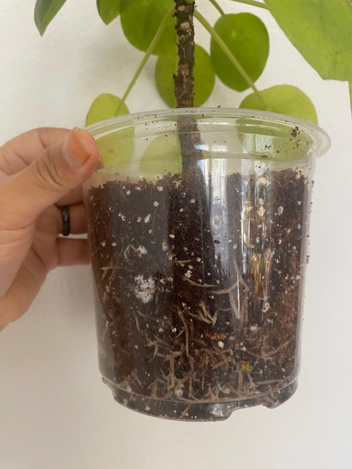 Easy Mix Liquid Fertilizer – 8oz Organic Plant Food for Healthier Houseplants