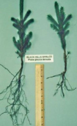5 LB Pail Soil Moist Mycorrhizal Root Dip Mix Ecto Only – Reduce water seedlings