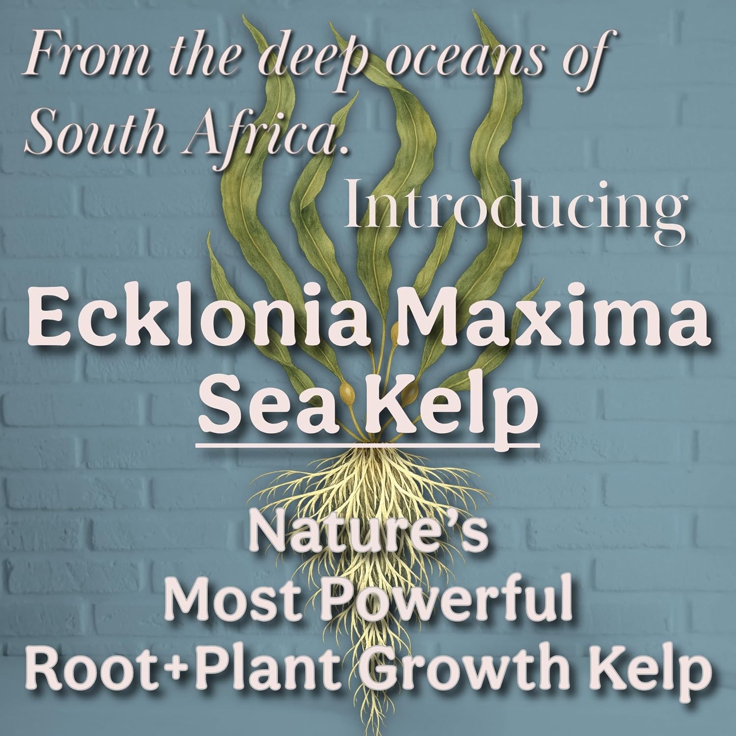Organic Liquid Kelp & Seaweed Extract Prop Drop Ecklonia Maxima – Root Plant